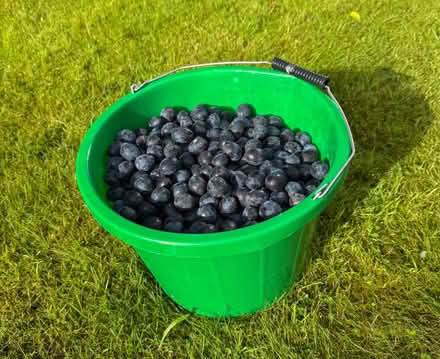 Photo of free Damsons (Bowston LA8) #1