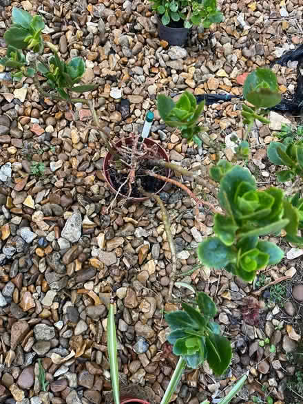 Photo of free Potted plants (SG4 hitchin) #2