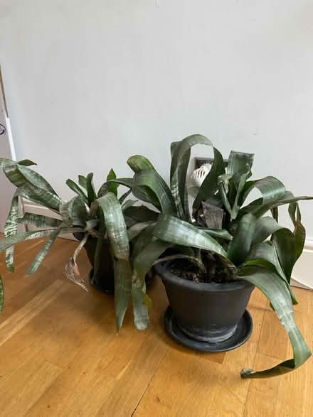 Photo of free 2 x Aechmea Plants (Lower Clapton E5) #1