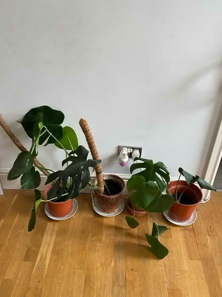 Photo of free 4 x monstera plants (Lower Clapton E5) #1