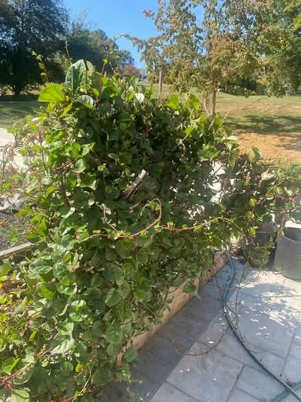 Photo of free Red vine spinach (Ijamsville 21754) #1