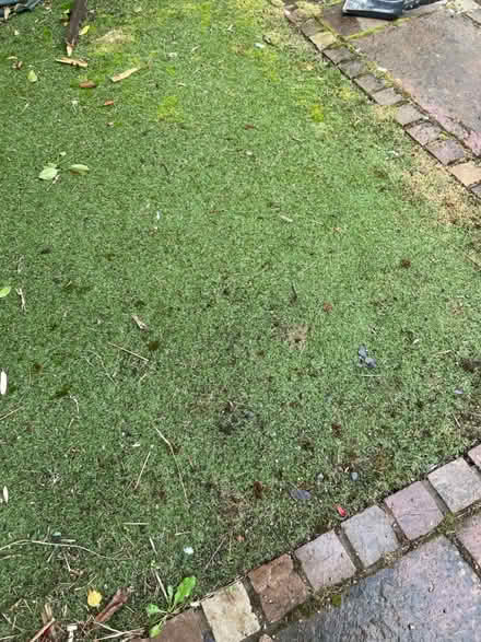 Photo of free Artificial grass (Sk9 5qb) #1