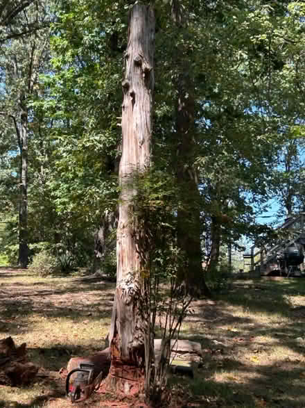 Photo of free 10 foot cedar stump (Near Free Union, VA) #1