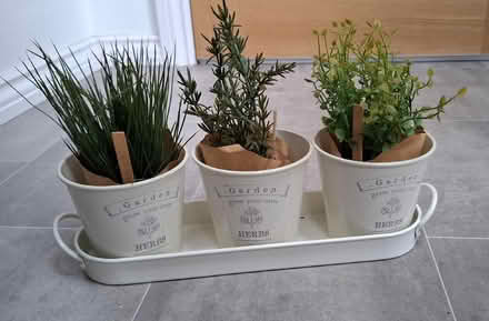 Photo of free Decorative faux herbs set (Boughton Monchelsea ME17) #1