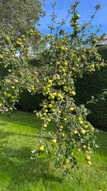 Photo of free cooking apples (Liberton EH16) #2