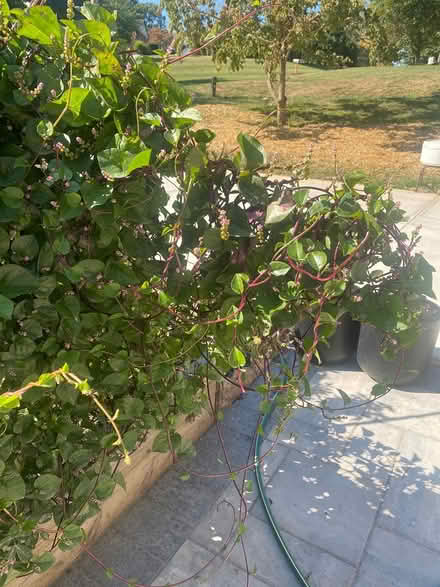 Photo of free Red vine spinach (Ijamsville 21754) #2