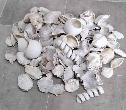 Photo of free Lot of decorative natural 'bits' for display (Boughton Monchelsea ME17) #1