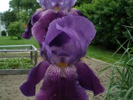 Photo of free Iris perennials (Carlington east) #3