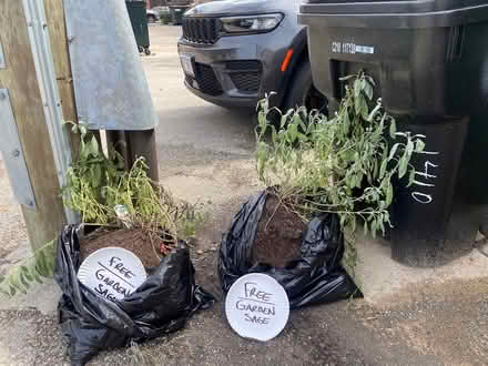 Photo of free 2 Garden Sage Plants (1410 W. Grand Ave. Chicago, IL) #2