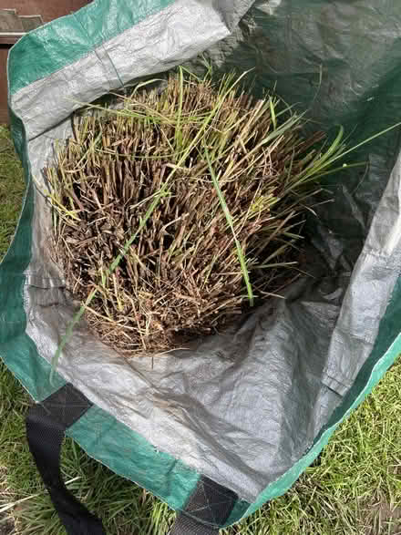 Photo of free Big grass (Kenilworth CV8) #2