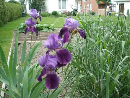 Photo of free Iris perennials (Carlington east) #1
