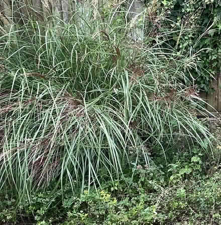 Photo of free Big grass (Kenilworth CV8) #1