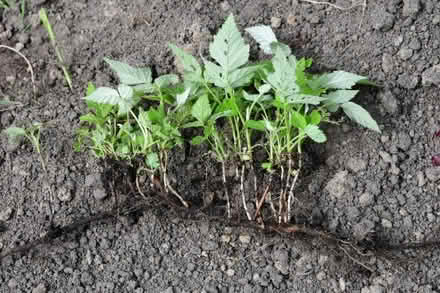 Photo of Raspberry Plants (Belhaven EH42) #1