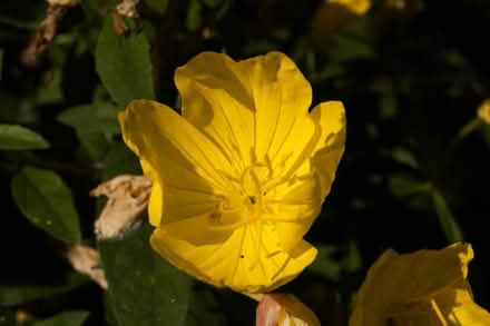 Photo of free Sundrop perennials (Carlington east) #3