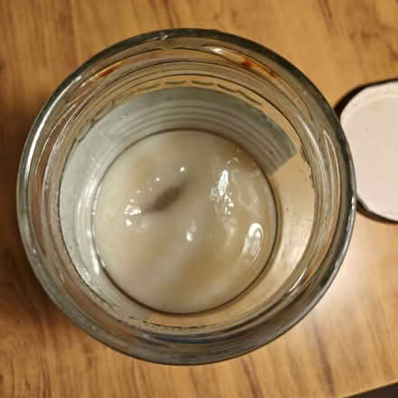 Photo of free Kombucha Scoby (North Kensington W11) #1