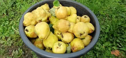 Photo of free Quince (North Holmwood) #1