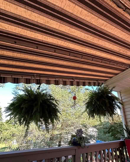 Photo of free 2 Large Boston Ferns (Salisbury Township) #1