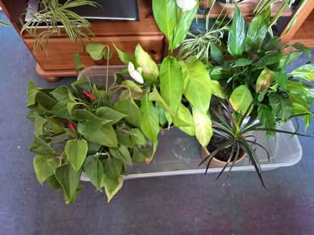 Photo of free House Plants (Penarth CF64) #1