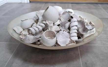 Photo of free Lot of decorative natural 'bits' for display (Boughton Monchelsea ME17) #2