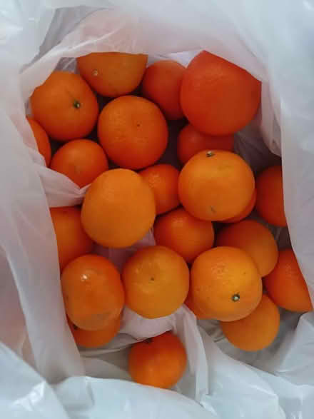 Photo of free Satsumas (Malvern Link WR14) #1
