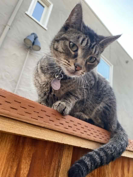 Photo of Outdoor Cat House + cat items (East End) #1