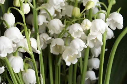 Photo of free Lilly of the valley bulbs (Mosborough S20) #1