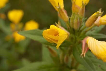 Photo of free Sundrop perennials (Carlington east) #2