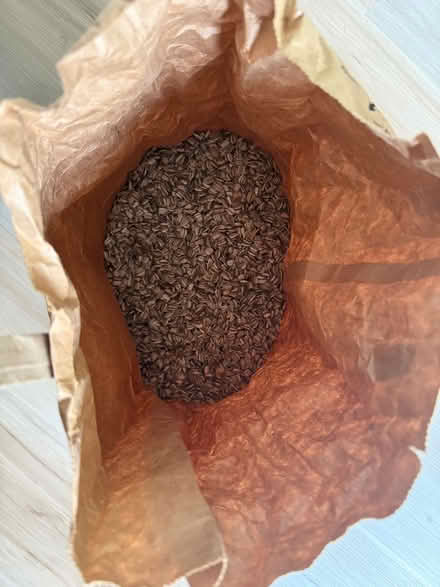Photo of free Sunflower seeds (Castleton) #1