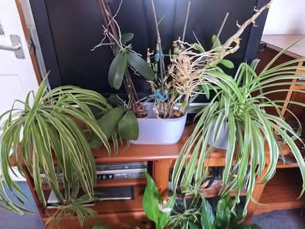 Photo of free House Plants (Penarth CF64) #2