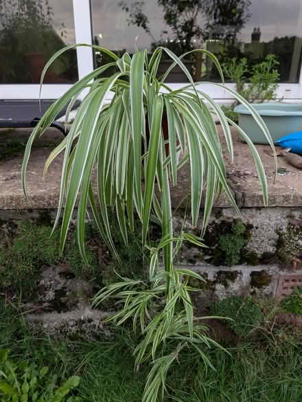 Photo of free spider plant with babies (st austell) #1