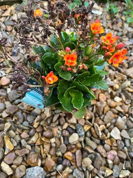 Photo of free Potted plants (SG4 hitchin) #1