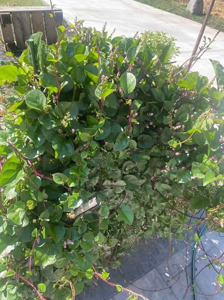 Photo of free Red vine spinach (Ijamsville 21754) #3
