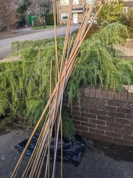 Photo of free Garden canes (Bradway S17) #1