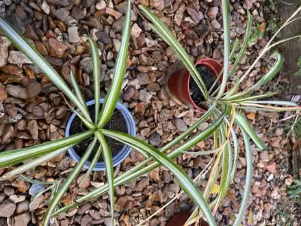 Photo of free Potted plants (SG4 hitchin) #4