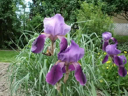 Photo of free Iris perennials (Carlington east) #2