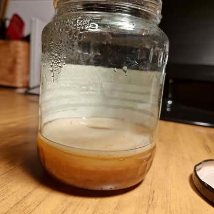 Photo of free Kombucha Scoby (North Kensington W11) #2