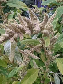 Photo of free Callaloo seeds (City Centre NR1) #2