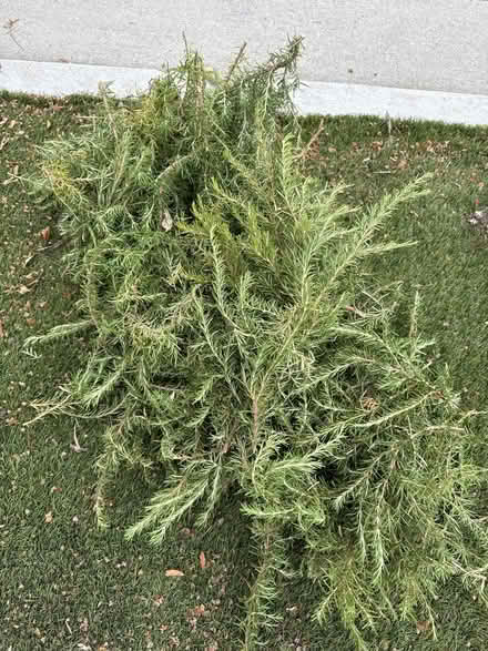 Photo of free Rosemary. Just cut today (Glendora ca) #2