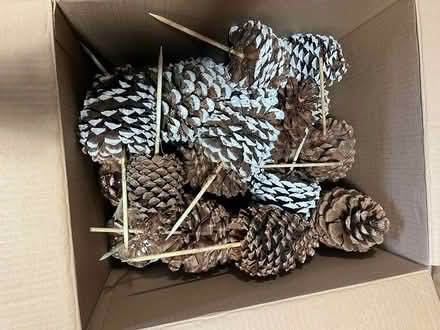Photo of free Large pine cones for christmas (Kanata Lakes/Beaverbrook) #2
