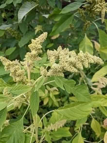 Photo of free Callaloo seeds (City Centre NR1) #1