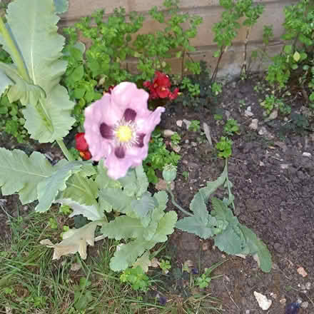 Photo of free Oriental poppy (papaver) seeds (Orton Waterville) #4