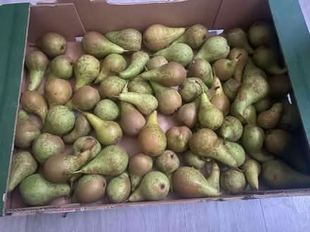 Photo of free Ripening pears (Waterlooville PO7) #1