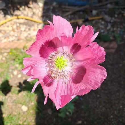 Photo of free Oriental poppy (papaver) seeds (Orton Waterville) #3