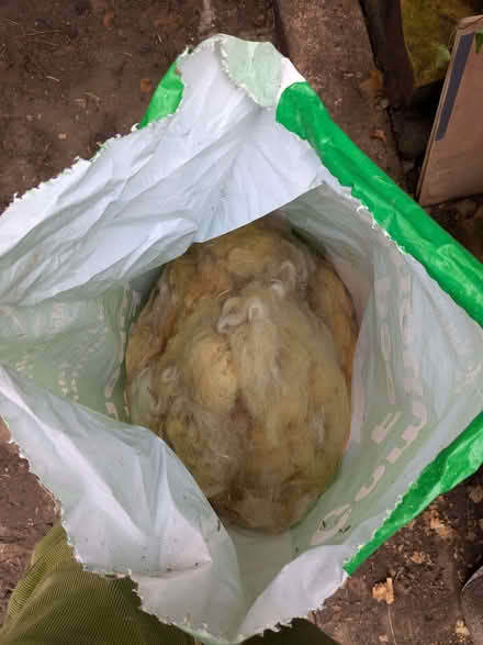 Photo of free Bag of sheep fleece (Bathampton) #1
