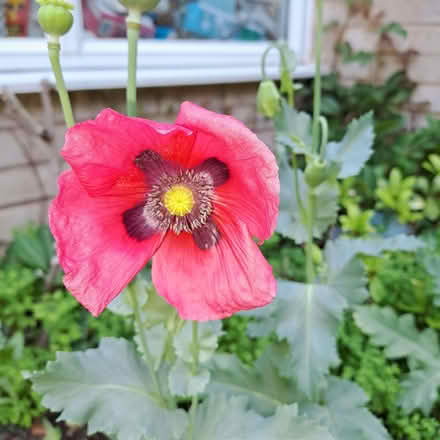 Photo of free Oriental poppy (papaver) seeds (Orton Waterville) #2
