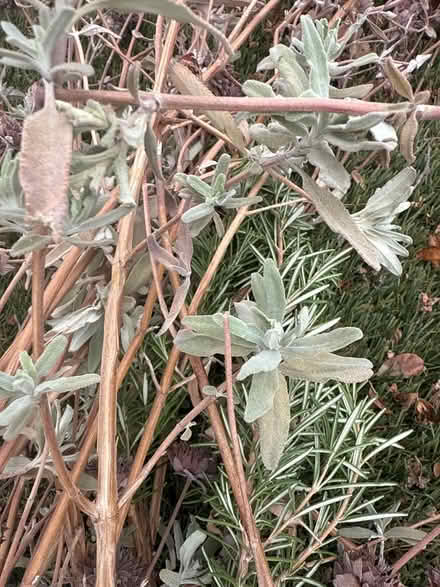 Photo of free sage for cooking (Glendora ca) #1