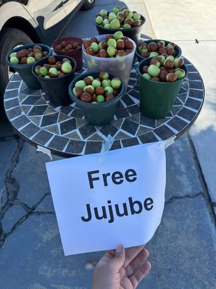 Photo of free Freshly picked jujube (West Sunnyvale) #1