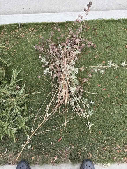 Photo of free sage for cooking (Glendora ca) #2