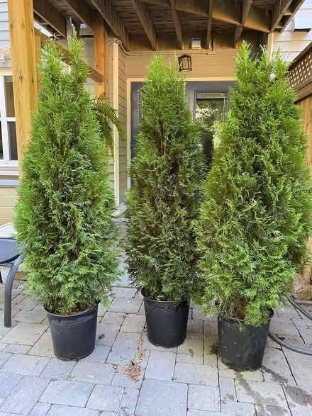 Photo of free 3 Cedar trees (Downtown Halifax) #1
