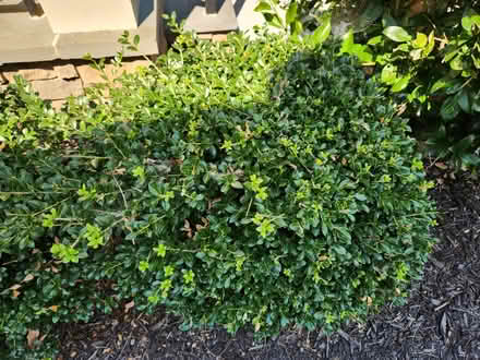 Photo of free 2 boxwood plants (Urbana, MD) #3